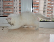Zefirius Diamond Breese в 2,5 месяца