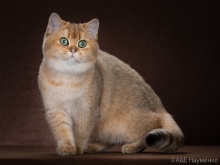 Zlata Diamond Breese