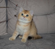 Zlata Diamond Breese в 2,5 месяца