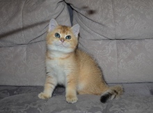 Zlata Diamond Breese в 2,5 месяца