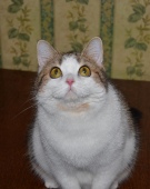 Мarzipan Diamond Breese