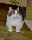 Мarzipan Diamond Breese