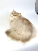 CH Comelia Diamond Breese