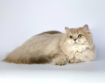 CH Comelia Diamond Breese