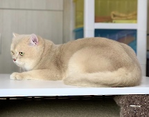 СН Gentle Fuzzies Golden Vivaldi