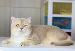 СН Gentle Fuzzies Golden Vivaldi