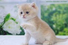 Gentle Fuzzies Golden Vivaldi