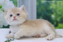 Gentle Fuzzies Golden Vivaldi