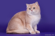 Gentle Fuzzies Golden Vivaldi