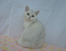 Magnolia Diamond Breese