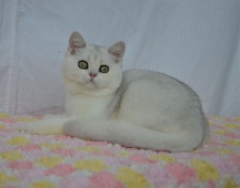 Magnolia Diamond Breese