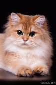Miya Golden Bristyle LOY