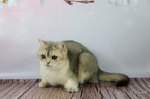 СН WCF Pandora Diamond Breese