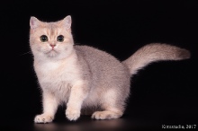 CH WCF Pandora Diamond Breese