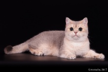 CH WCF Pandora Diamond Breese