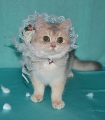 Pandora Diamond Breese