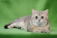 ICH WCF Poseidon Diamond Breese
