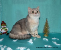 Poseidon Diamond Breese