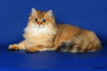 Rakel Diamond Breese