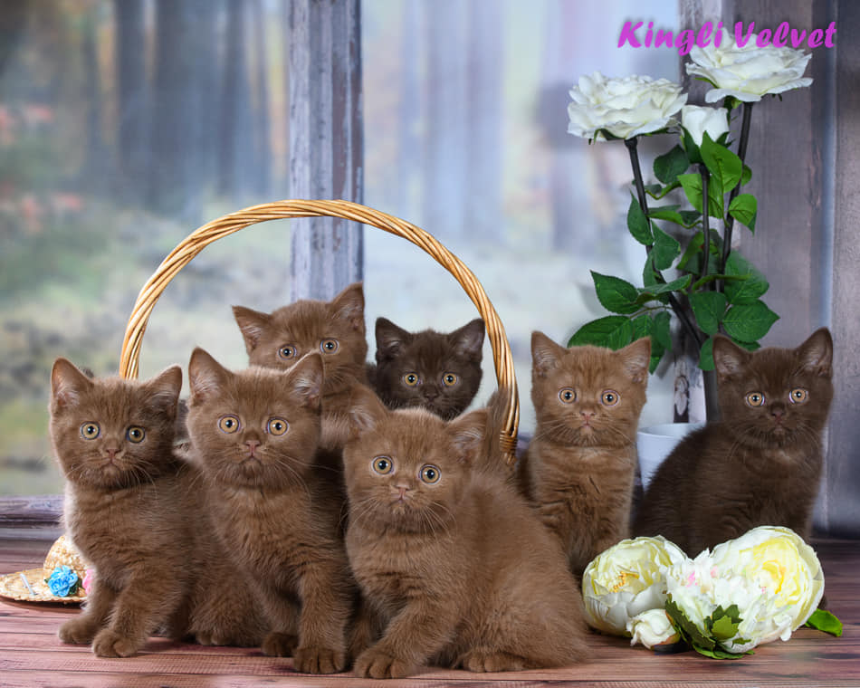 kingly litter