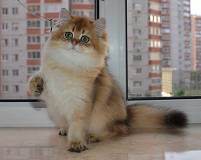 alvivian 2