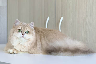 geraldine 2