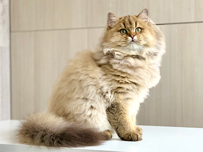 henrietta 2