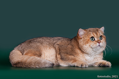 orion 400 2