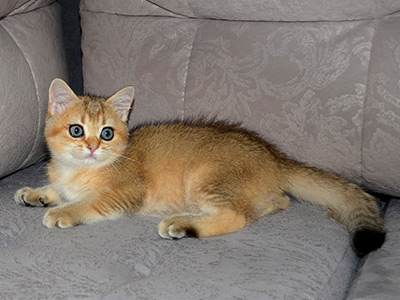 stefania 400 2