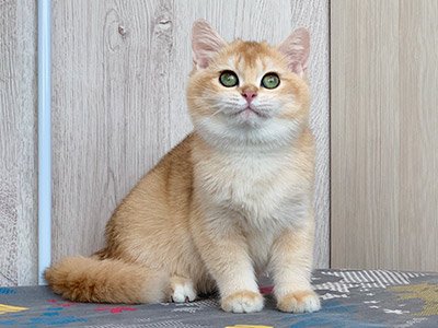 urmilla