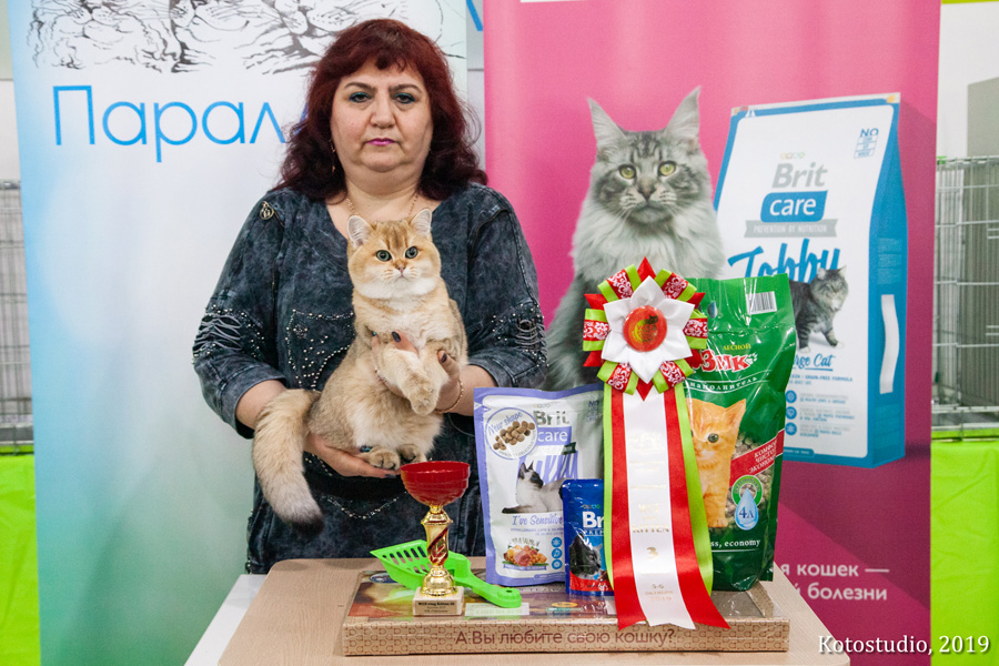 news 20190921 kitten1