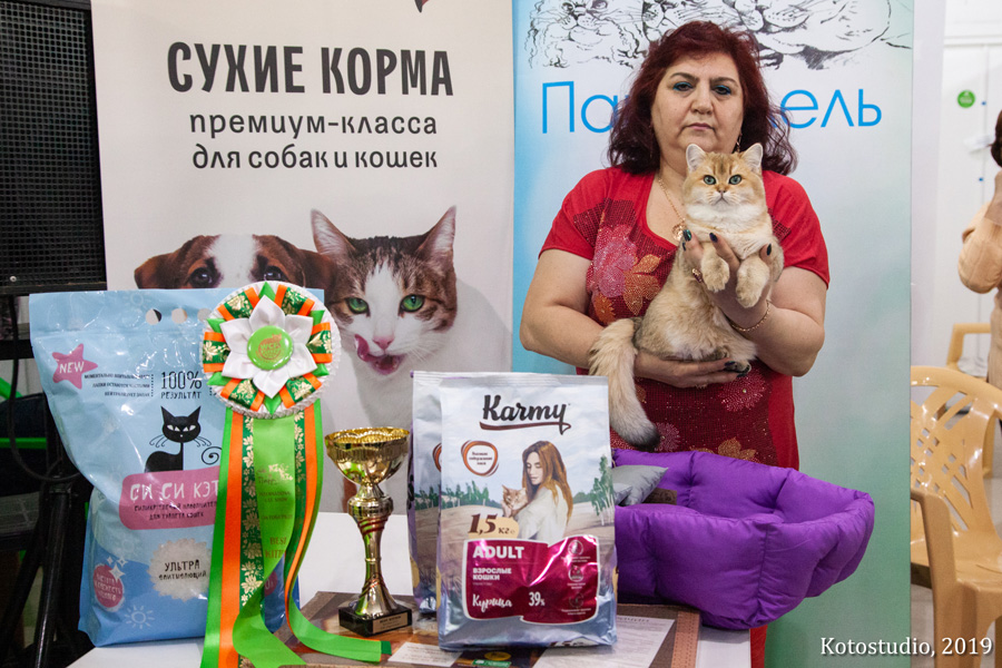 news 20190921 kitten2