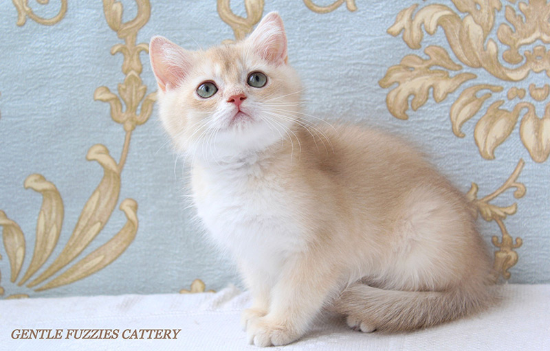 Gentle Fuzzies Golden Vivaldi