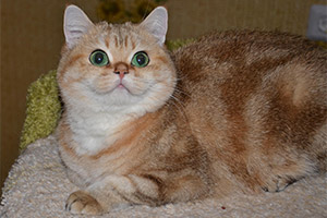 deshanel5