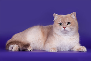 gentle fuzzies 300