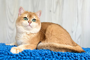 hugo