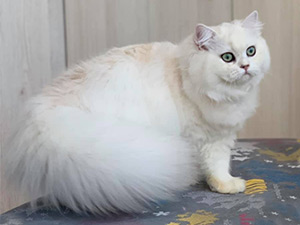 jasmine