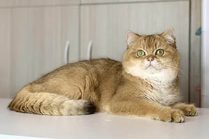 tiberius