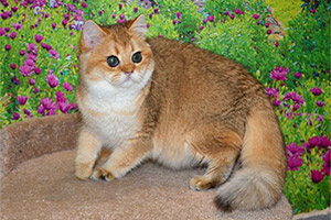 xanna diamond breeze 300