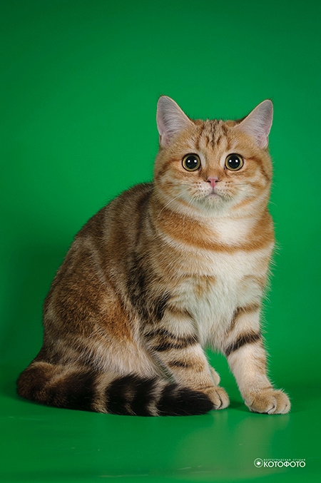 DSC 5585